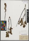 Foto von Salix phylicifolia L.